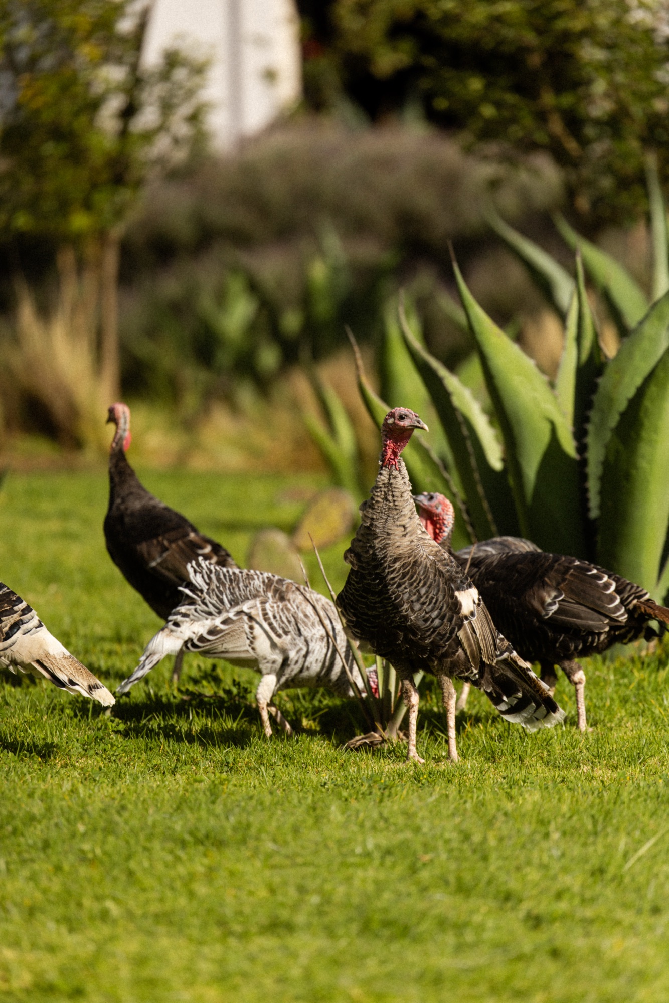 Jardines de la hacienda