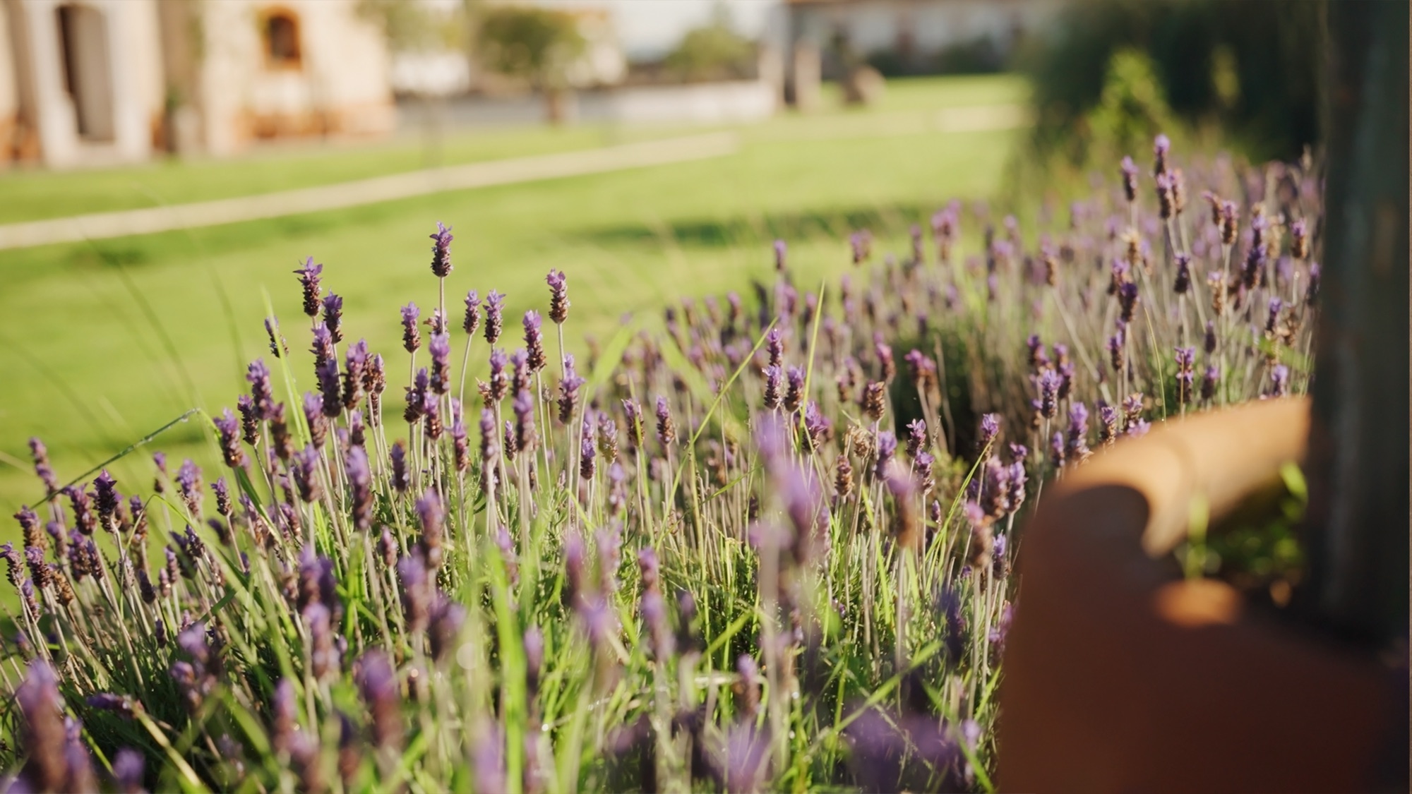 Jardines de lavanda con la sierra de fondo